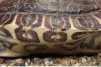 tortoise shell 0011